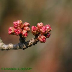 JapKirsche_2007-04-06_7117