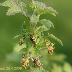 Johannisbeere_2008-04-25_0371