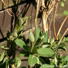 Lonicera periclymenum_2007-04_20_7205