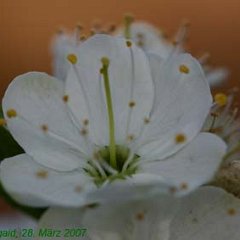 Prunus Krieche_2007-03-28_7010