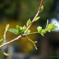 Prunus Melker Hauszwetschge_2007-04-09_7144