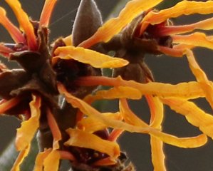 Hamamelis