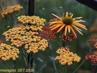 Achillea Feuerland 2009-07-23_8915