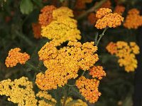 Achillea Feuerland 2012-07-10_9808
