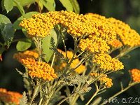 Achillea Feuerland 2013-07-08_3112