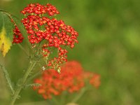 Achillea Feuerland 2014-06-17_0234