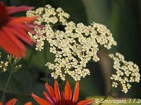 Achillea Hoffnung_2012-07-07_9688