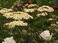 Achillea Hoffnung_2013-06-25_2894