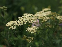 Achillea Hoffnung_2014-06-13_0021