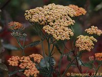 Achillea Terracotta-2009-06-27_7548