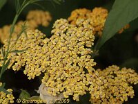 Achillea Terracotta-2009-07-02_7664