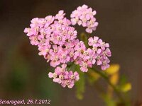 Achillea var-Gabi-2012-07-26_0101