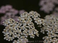 Achillea_2009-07-02_7668