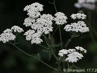 Achillea_2009-07-17_8656