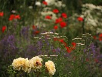 Achillea_2016_07_01_1509