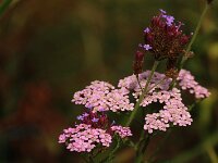 Achillea_2018_08_25_4203