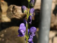 Aconitum napellus_2015_06_04_5514