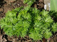 Aconitum_2008-03-14_0041