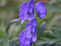 Aconitum_2008-05-08_0470