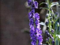 Aconitum_2009-05-22_5762