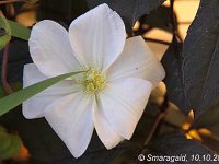 Clematis Mme Coultre_2010-10-10_2702