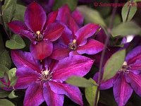 Clematis Mrs Thompson_2010-06-02_1052