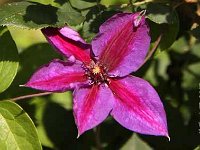 Clematis Mrs Thompson_2013-07-01_2947