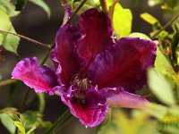 Clematis Mrs Thompson_2014-04-27_8187