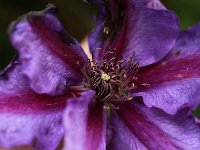 Clematis Mrs Thompson_2015_05_19_4892