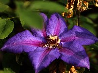 Clematis Mrs Thompson_2015_06_26_6822
