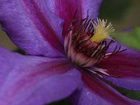 Clematis Mrs Thompson_2016_07_10_1661
