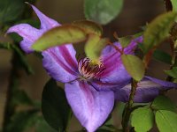 Clematis Mrs Thompson_2016_07_16_1701