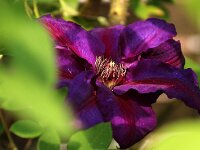 Clematis Mrs Thompson_2018_05_10_2739