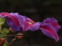 Clematis Mrs Thompson_2019_05_18_8893