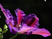 Clematis Mrs Thompson_2020_04_30_00378