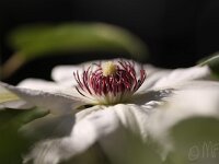 Clematis Ms Bateman_2014-04-18_7931