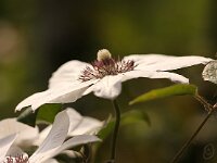 Clematis Ms Bateman_2014-04-25_8063