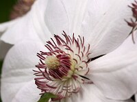 Clematis Ms Bateman_2014-04-27_8179