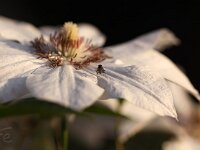 Clematis Ms Bateman_2014-04-27_8226
