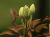Clematis Ms Bateman_2015_05_03_4362
