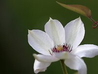 Clematis Ms Bateman_2015_05_11_4607