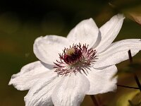 Clematis Ms Bateman_2015_05_15_4829