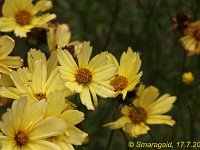 Coreopsis Creme-Brulee_2010-07-17_2143