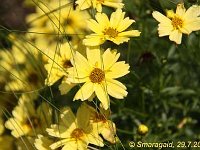 Coreopsis Creme-brulee_2012-07-29_0146