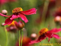 Coreopsis Limerock-Ruby_2010-07-17_2141