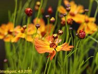 Coreopsis Mango-Punch_2011-09-04_6005
