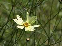 Coreopsis Moonbeam 2014-06-15_0415