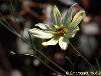 Coreopsis Moonbeam_2009-06-19_7256