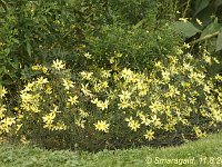Coreopsis Moonbeam_2009-08-11_9154