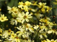Coreopsis Moonbeam_2012-07-29_0147